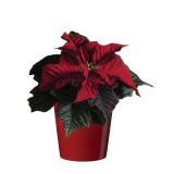 BOŽIČNA ZVEZDA 6 CM V OKRASNEM LONCU