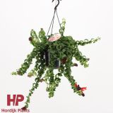 CVETOČA SOBNA RASTLINA AESCHYNANTHUS RASTA L15