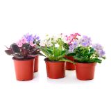 VIJOLICA AFRIŠKA MIX L10 VIŠ 15CM