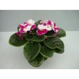 VIJOLICA AFRIŠKA MIX L9 VIŠ 15CM