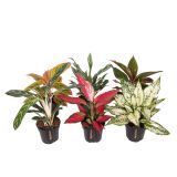 AGLONEMA EXCLUSIVE MIX L12 CM