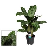 AGLONEMA GREENLIGHT L17