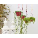 PE ZUNANJI LONEC ALGARVE RDEČ 25CM