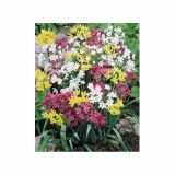 POMLADI CVETOČA ČEBULICA ALLIUM MIX '-XXX