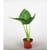 ALOKAZIJA CALIDORA L19