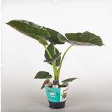 ALOKAZIJA WENTII L19