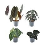 ALOKAZIJA MIX L14 CM