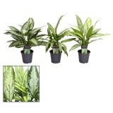 ALOKAZIJA ZELENI MIX L12 CM