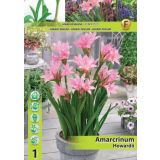 POLETI CVETOČA ČEBULICA HOLLAND BULB MARKET AMARCRINUM HOWARDII