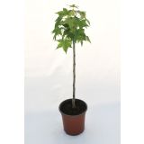 LISTAVEC AMBROVEC 'GUM BALL L22