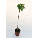 LISTAVEC AMBROVEC 'GUM BALL L24