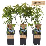 AMERIŠKA BOROVNICA BLUECROP L15