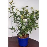 AMERIŠKA BOROVNICA DUKE L19 CM