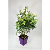 AMERIŠKA BOROVNICA HORTBLUE PETITE L23