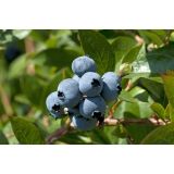 AMERIŠKA BOROVNICA HORTBLUE PETITE L19