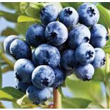 AMERIŠKA BOROVNICA L19 CM