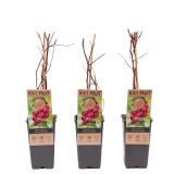 AMERIŠKA BOROVNICA PINK LEMONADE