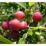 AMERIŠKA BOROVNICA PINK LEMONADE