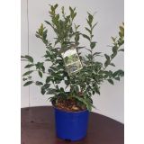 AMERIŠKA BOROVNICA BLUE CROP L19 CM