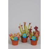 MESOJEDKA AMERIŠKA VRČNICA MIX L8.5