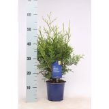 TUJA AMERIŠKI KLEK BRABANT L15