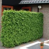 TUJA AMERIŠKI KLEK BRABANT L19