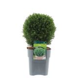 IGLAVEC AMERIŠKI KLEK TEDDY L19