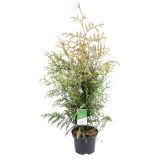 TUJA AMERIŠKI KLEK BRABANT L19