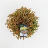 TUJA AMERIŠKI KLEK GOLDENTUFF. L19