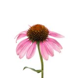 AMERIŠKI SLAMNIK AMERIŠKI SLAMNIK L10 CM