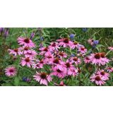 AMERIŠKI SLAMNIK MAGNUS L13 CM