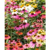 AMERIŠKI SLAMNIK MIX L17 CM