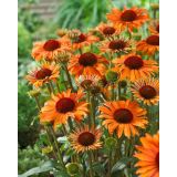 AMERIŠKI SLAMNIK ORANŽEN L17 CM