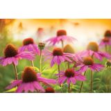 AMERIŠKI SLAMNIK VOLMARY PURPUREA MIX L19