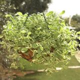 META DOBRO & ZDRAVO ANANASOVA L15