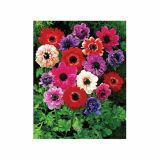 POMLADI CVETOČA ČEBULICA HOLLAND BULB MARKET ANEMONA ST. BRIGID MIX 5/6 15KOS