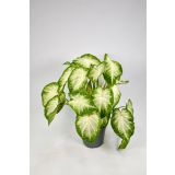 ZELENA RASTLINA ANGELSKA KRILA L17