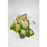 ZELENA RASTLINA ANGELSKA KRILA L17