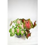 ZELENA RASTLINA ANGELSKA KRILA L17