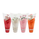 FLAMINGOVEC ANTHURIUM ANDREANUM LOVE L14