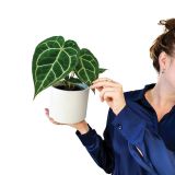 SOBNA ZELENA RASTLINA ANTHURIUM CRYSTALIUM L13 VIŠ 30CM