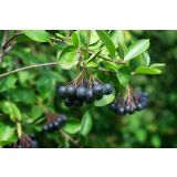 ARONIJA MELANOCARPA L11X11