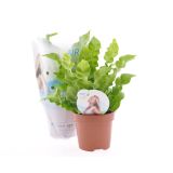 PRAPROT ASPLENIUM NIDUS CRISPY WAVE L12 VIŠ 25 C