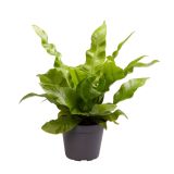 PRAPROT ASPLENIUM NIDUS CRISPY WAVE L12 VIŠ 25 C