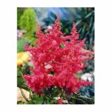 POLETI CVETOČA ČEBULICA HOLLAND BULB MARKET ASTILBE ANITA PFEIFER