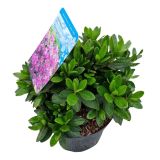 AZALEJA JAPONIKA MIX L18