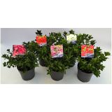 AZALEJA JAPONSKA L14 CM