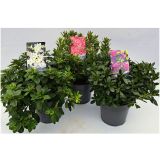 AZALEJA JAPONSKA MIX L2 L