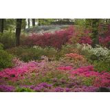 AZALEJA JAPONSKA MIX L2 L