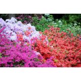 AZALEJA JAPONSKA MIX L2 L